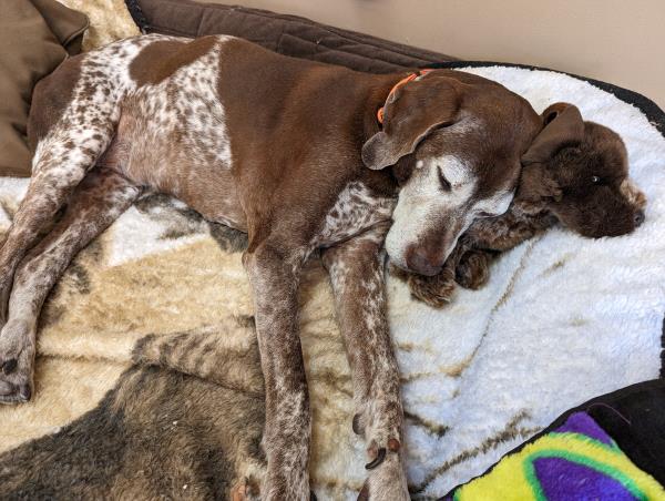 /Images/uploads/Southeast German Shorthaired Pointer Rescue/segspcalendarcontest/entries/31102thumb.jpg